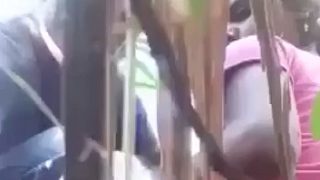 Panasnya Tebu Di Ladang, Pasangan Desa Ngewe Sambil Kebun Basah Kuyup.